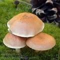 Pholiota_highlandensis_am0953