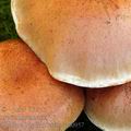 Pholiota_highlandensis_am0957