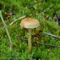 Pholiota_highlandensis_bm2692