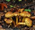 Pholiota_jahnii_bp2240