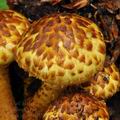 Pholiota_jahnii_bp2247