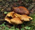 Pholiota_jahnii_bp3106