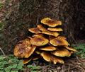 Pholiota_jahnii_bp3119