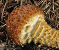 Pholiota_jahnii_bp3209