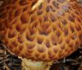 Pholiota_jahnii_bp3215