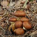 Pholiota_jahnii_bp3218