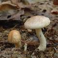 Pholiota_lenta_aj2079