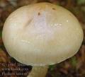 Pholiota_lenta_aj3858