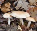 Pholiota_lenta_be4854