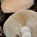 Pholiota_lenta_be4855