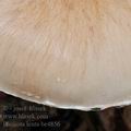 Pholiota_lenta_be4856