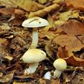 Pholiota_lenta_bi6715