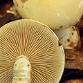 Pholiota_lenta_bi6717