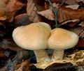 Pholiota_lenta_bp5226