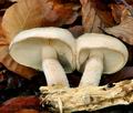 Pholiota_lenta_bp5231