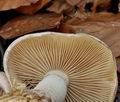 Pholiota_lenta_bp5236