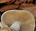 Pholiota_lenta_bp5236