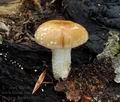 Pholiota_lenta_bv4090