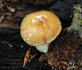 Pholiota_lenta_bv4097