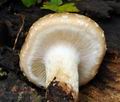 Pholiota_lenta_bv4103