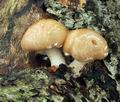 Pholiota_lenta_bv7100