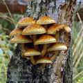 Pholiota_limonella_am0120