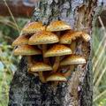 Pholiota_limonella_am0120