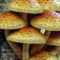 Pholiota_limonella_am0122