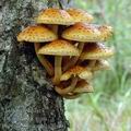 Pholiota_limonella_am0129