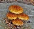 Pholiota_limonella_am1214