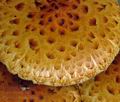 Pholiota_limonella_am1227