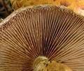 Pholiota_limonella_am1234