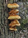 Pholiota_limonella_bm8070