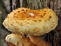 Pholiota_limonella_bm8075