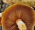 Pholiota_limonella_bm8082