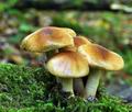 Pholiota_lubrica_ca1788