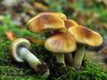 Pholiota_lubrica_ca1793