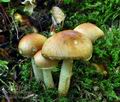 Pholiota_lubrica_ca1795