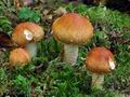 Pholiota_lubrica_ca1797