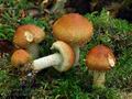 Pholiota_lubrica_ca1801