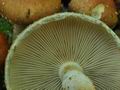 Pholiota_lubrica_ca1809