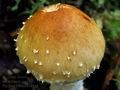 Pholiota_lubrica_ca1818