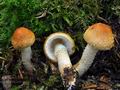 Pholiota_lubrica_ca1824