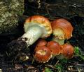 Pholiota_lubrica_hy9231