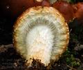 Pholiota_lubrica_hy9239