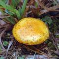 Pholiota_lucifera_aj2919