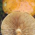 Pholiota_lucifera_aj2932