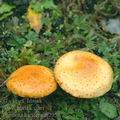 Pholiota_lucifera_aj2956