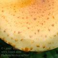 Pholiota_lucifera_aj2960