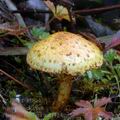 Pholiota_lucifera_am1124